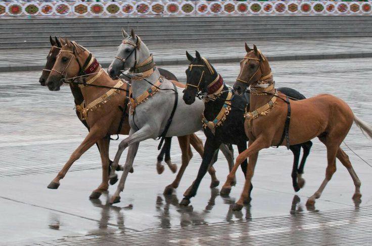 Akhal-Teke Horses